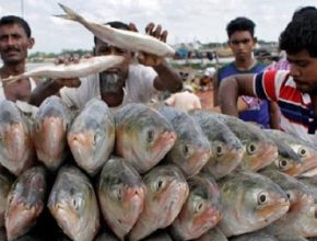 মধ্যরাত থেকে ইলিশ ধরা সম্পূর্ণ নিষেধ